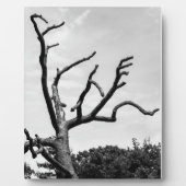 Plaque Photo arbre libre (Devant)