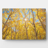 Plaque Photo Arbres trembles | Montagnes de la Sierra Nevada, C (Devant)