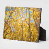 Plaque Photo Arbres trembles | Montagnes de la Sierra Nevada, C (Côté)