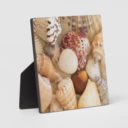 Plaque Photo Arrangement de coquillage (Recto)