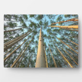 Plaque Photo Aspen Trunks And Leaves, Yukon (Devant)