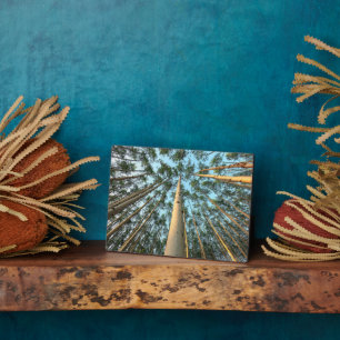 Plaque Photo Aspen Trunks And Leaves, Yukon