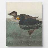 Plaque Photo Audubon American Scoter Duck Classic (Devant)