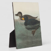 Plaque Photo Audubon American Scoter Duck Classic (Côté)