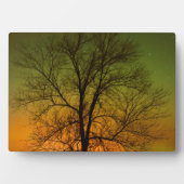 Plaque Photo Aurora Borealis & Cottonwood Tree (Devant)