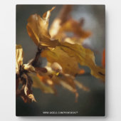 Plaque Photo Automne (Devant)