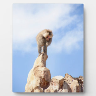 Plaque Photo Babouin majestueux sur un sommet de montagne