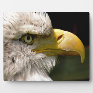 PLAQUE PHOTO BALD EAGLES