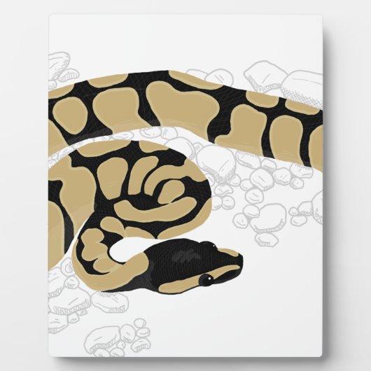 Plaque Photo Ball Python Snake (Devant)