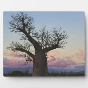 Plaque Photo Baobabs, Berenty, Toliara, Madagascar