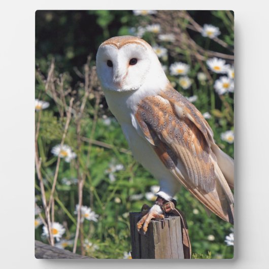 Plaque Photo Barn Owl (Devant)