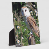 Plaque Photo Barn Owl (Côté)