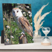 Plaque Photo Barn Owl (Côté)
