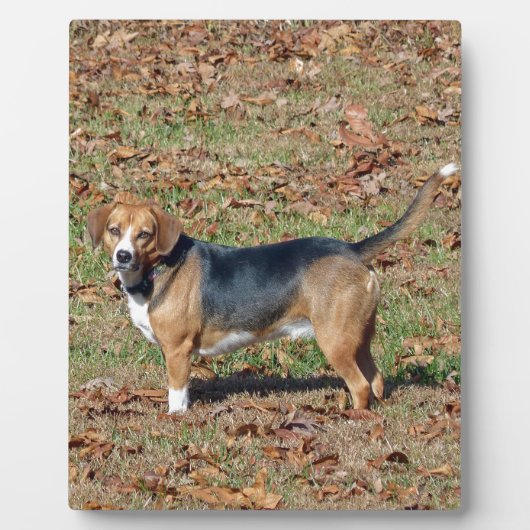 Plaque Photo Beagle (Devant)