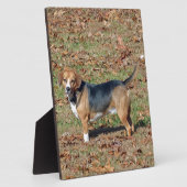Plaque Photo Beagle (Côté)