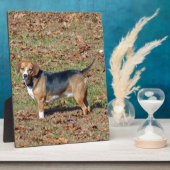 Plaque Photo Beagle (Côté)