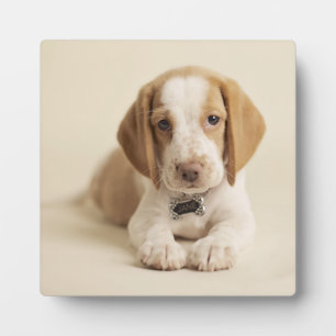 Plaque Photo Beagle Puppy
