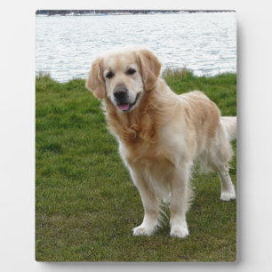Plaque Photo Beau chien Retriever Golden debout