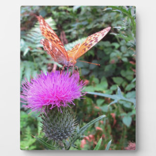 Plaque Photo Beau papillon orange sur fleur de chardon
