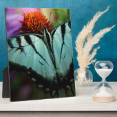 Plaque Photo Beau papillon Turquoise Swallowtail (Côté)
