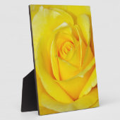 Plaque Photo Beau pétales de rose jaune (Côté)