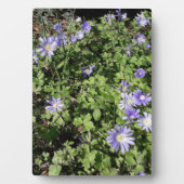 Plaque Photo Beaucoup de fleurs (Devant)