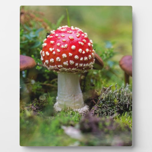 Plaque Photo Beauté d'automne (Devant)