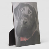 Plaque Photo Beautiful Labrador (Côté)