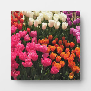 Plaque Photo Beautiful Tulip