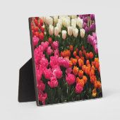 Plaque Photo Beautiful Tulip (Recto)