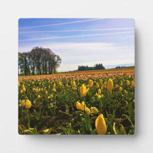 Plaque Photo Beautiful Tulip Field