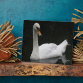 Plaque Photo Beautiful White Swan (Côté)