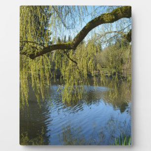 Plaque Photo beaux arbres de saule printaniers au bord de l'éta