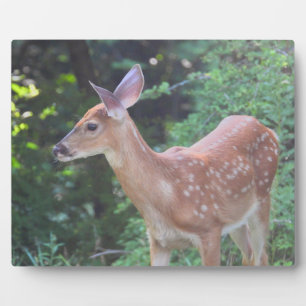 Plaque Photo Bébé - Cerf de queue blanche