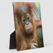 Plaque Photo Bébé mignon Orangutan vue droit devant (Côté)