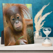 Plaque Photo Bébé mignon Orangutan vue droit devant (Côté)