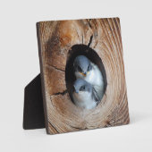 Plaque Photo Bébé Oiseaux (Recto)