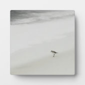 Plaque Photo Bécasseau côtier sur la plage (Devant)