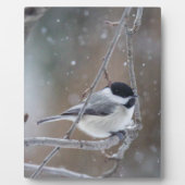 Plaque Photo Bécasseau noir - Songbird (Devant)