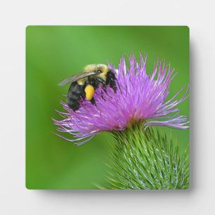 Plaque photo Bee and Thistle