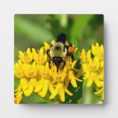 Plaque Photo Bee Feasting on Butterfly Weed Wildflowers (Devant)