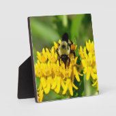 Plaque Photo Bee Feasting on Butterfly Weed Wildflowers (Recto)