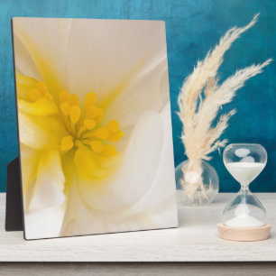 Plaque Photo Bégonie blanche