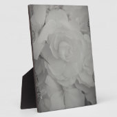 Plaque Photo Bégonie blanche (Côté)