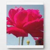 Plaque Photo Belle belle Rose céleste rouge contre bleu (Devant)