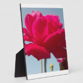 Plaque Photo Belle belle Rose céleste rouge contre bleu (Côté)