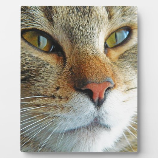 Plaque Photo Belle Chat (Devant)