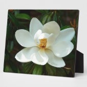 Plaque Photo Belle Fleur de Magnolia Blanche (Côté)