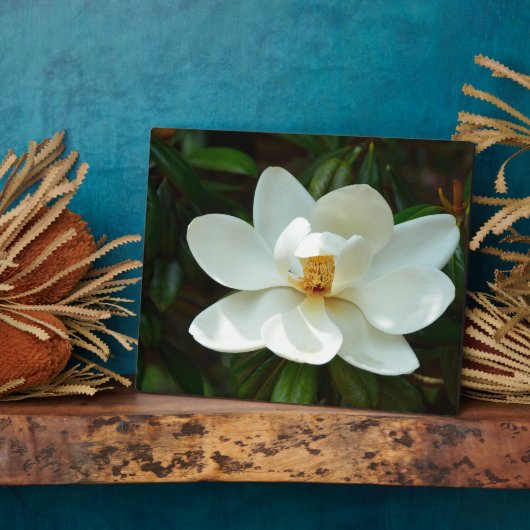 Plaque Photo Belle Fleur de Magnolia Blanche (Côté)