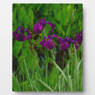 Plaque Photo Belle Iris Violet